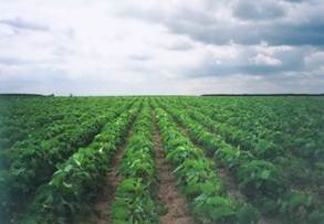 Характеристика растениеводства и технология возделывания сельскохозяйственных культур.