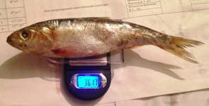 Взвешивание и измерение рыбы.