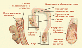 Толстый отдел кишечника (Intestinum crassum).