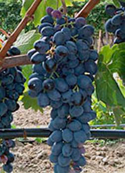 Результаты исследований. Модернизация столового сортимента для фермерского и приусадебного виноградарства.