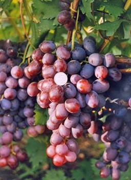 Результаты исследований. Модернизация столового сортимента для фермерского и приусадебного виноградарства.