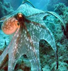 Класс головоногие моллюски (cephalopoda).