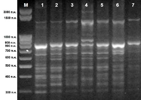Электрофоретический анализ продуктов амплификации маркера Cass 2 М - маркер молекулярной массы ДНК; 1-7 образцы вида Prunus spinosa.