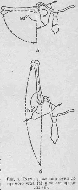 Биомеханика движений в суставах верхней конечности.