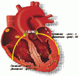 Диаграмма соотношений внутримиокардиального напряжения и кровоснабжения миокарда левого и правого желудочков.