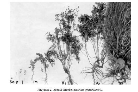 Введение в культуру руты пахучей (Ruta graveolens L.).