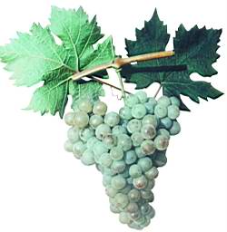 Введение. Рекомендуемые сорта винограда для Северного Кавказа.
