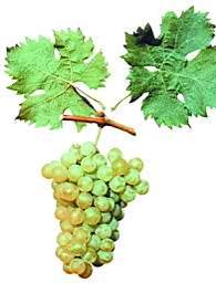 Введение. Рекомендуемые сорта винограда для Северного Кавказа.