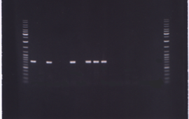 Фотография фрагмента 1,5% агарозного геля, содержащего электрофоретически разогнанные продукты ПЦР с использованием специфических праймеров Amy3F - Amy3R к последовательности фрагмента amy гена.