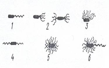 Типы жгутикования у бактерий.