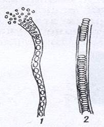 Гонидии (1) и гормогонии (2) нитчатых бактерий.