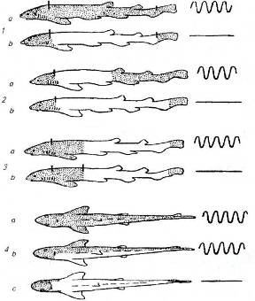Проявление ритмической двигательной активности акулы при различной деафферентации (светлое поле - зона деафферентации, серое полеинтактная зона).