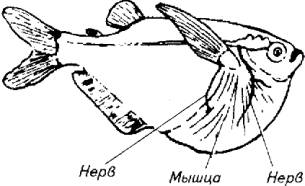 Иннервация мышц грудного плавника у клинобрюшки с участием маутнеровских клеток.