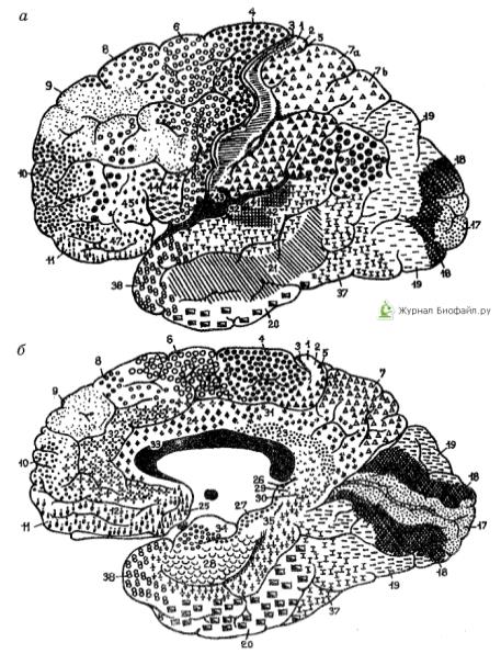 Цитоархитектонические поля коры головного мозга человека (по К.Бродману).