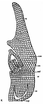 Рисунок 21.1 - Зерновка пшеницы мягкой (Triticum aestivum): А - внешний вид; Б, В, Г - строение покровов на разных стадиях развития; Д - строение перикарпия в зоне бороздки; Е - поперечный срез зерновки; Ж, 3, И - строение эндосперма и алейронового слоя; К - поперечный срез зародыша при большом увеличении микроскопа (схема); псз - паренхима стенки завязи; ни, ви - соответственно наружный и внутренний интегумент; энд - эндосперм; хс - хлорофиллоносный слой; прк - поперечные клетки; тк - трубчатые, мешковидные, клетки; б - бороздка; зар - зародыш; п - перикарпий; ас - алейроновый слой; н - нуцеллус; пп - проводящий пучок; ск - семенная кожура; щ - щиток; эпб - эпибласт; зк - зародышевый корень; клр - колеориза; кл - колеоптиль; пч - почечки; зс - зародышевый стебелек (из Г.А. Бавтуто, Л.М. Ерей 2002 г.).