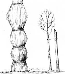 Схема укрытия ценных видов растений на зиму соломенными матами.