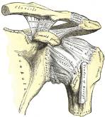 Костно-связочный аппарат левого плечевого сустава человека.