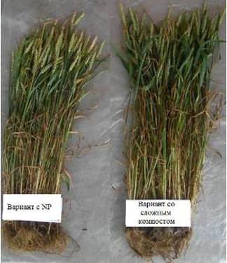 Развитие растений пшеницы с 1 м2 в фазе молочновосковой спелости.