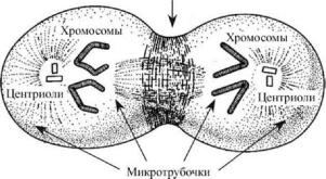 Схема расположения микротрубочек и микрофиламентов при клеточном делении (по Гилберту, 1993).
