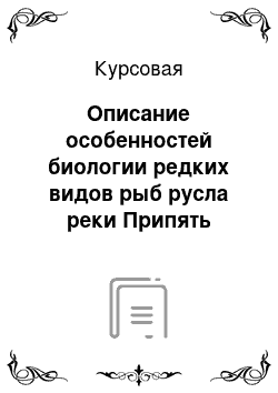 Курсовая: Описание особенностей биологии редких видов рыб русла реки Припять