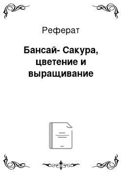 Реферат: Бансай-Сакура, цветение и выращивание