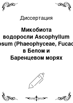 Диссертация: Микобиота водоросли Ascophyllum nodosum (Phaeophyceae, Fucaceae) в Белом и Баренцевом морях