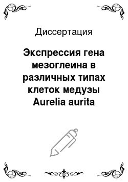 Диссертация: Экспрессия гена мезоглеина в различных типах клеток медузы Aurelia aurita