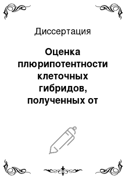 Диссертация: Оценка плюрипотентности клеточных гибридов, полученных от слияния эмбриональных стволовых клеток и спленоцитов мыши