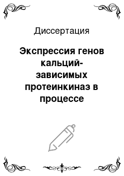 Диссертация: Экспрессия генов кальций-зависимых протеинкиназ в процессе соматического эмбриогенеза женьшеня Panax ginseng C.A. Meyer