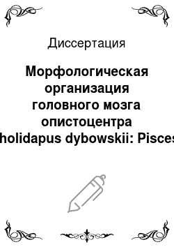 Диссертация: Морфологическая организация головного мозга опистоцентра Pholidapus dybowskii: Pisces: Perciformes: Stichaeidae