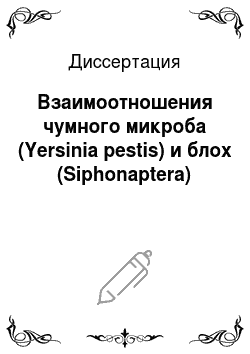 Диссертация: Взаимоотношения чумного микроба (Yersinia pestis) и блох (Siphonaptera)
