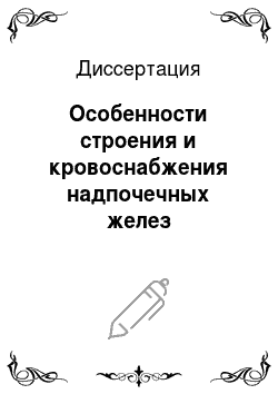 Диссертация: Особенности строения и кровоснабжения надпочечных желез оренбургской пуховой козы в постнатальном онтогенезе