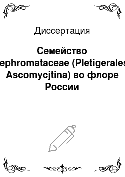 Диссертация: Семейство Nephromataceae (Pletigerales, Ascomycjtina) во флоре России