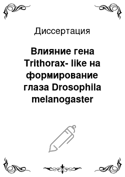 Диссертация: Влияние гена Trithorax-like на формирование глаза Drosophila melanogaster