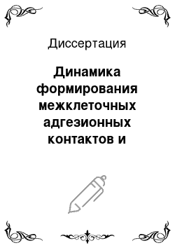 Диссертация: Динамика формирования межклеточных адгезионных контактов и перестроек актинового цитоскелета нетрансформированных и трансформированных клеток