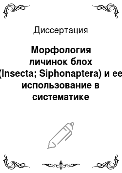 Диссертация: Морфология личинок блох (Insecta; Siphonaptera) и ее использование в систематике
