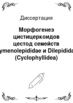 Диссертация: Морфогенез цистицеркоидов цестод семейств Hymenolepididae и Dilepididae (Cyclophyllidea)