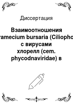 Диссертация: Взаимоотношения Paramecium bursaria (Ciliophora) с вирусами хлорелл (cem. phycodnaviridae) в трехкомпонентной симбиотической системе Paramecium bursaria — Chlorella sp. — вирус