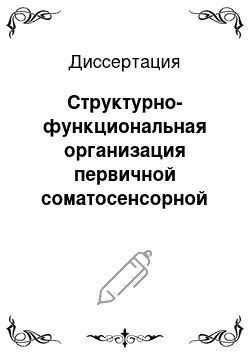 Диссертация: Структурно-функциональная организация первичной соматосенсорной коры крыс линии WAG/Rij, имеющих различия генотипа по локусу Tag 1A DRD2