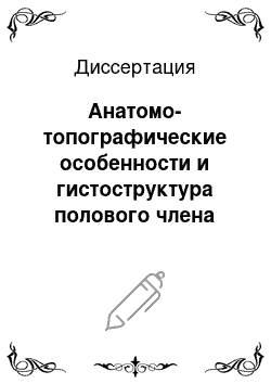 Диссертация: Анатомо-топографические особенности и гистоструктура полового члена самцов пушных зверей клеточного содержания