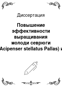 Диссертация: Повышение эффективности выращивания молоди севрюги (Acipenser stellatus Pallas) и веслоноса (Polyodon spathula Walbaum) на основе особенностей их поведения в раннем онтогенезе