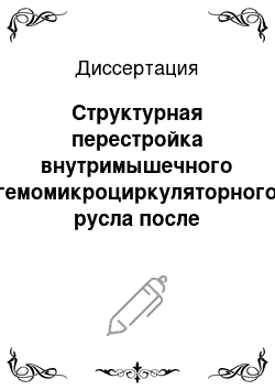 Диссертация: Структурная перестройка внутримышечного гемомикроциркуляторного русла после травмы мышцы в условиях гемодинамических нарушений (экспериментально-морфологическое исследование)