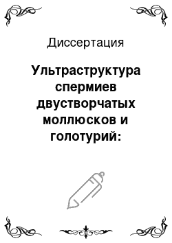 Диссертация: Ультраструктура спермиев двустворчатых моллюсков и голотурий: цитологические аспекты эволюции