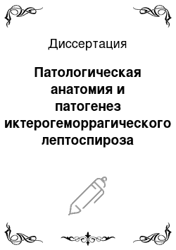 Диссертация: Патологическая анатомия и патогенез иктерогеморрагического лептоспироза