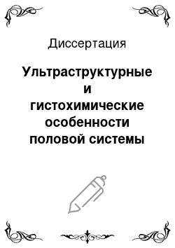 Диссертация: Ультраструктурные и гистохимические особенности половой системы бескишечных турбеллярий (Acoela) и их филогенетическое значение