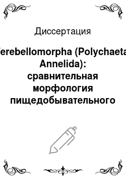 Диссертация: Terebellomorpha (Polychaeta, Annelida): сравнительная морфология пищедобывательного аппарата, полости тела, кровеносной и выделительной систем