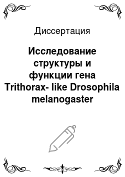 Диссертация: Исследование структуры и функции гена Trithorax-like Drosophila melanogaster