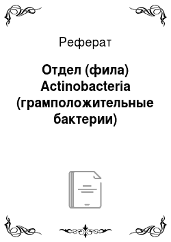 Реферат: Отдел (фила) Actinobacteria (грамположительные бактерии)