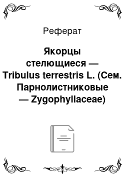 Реферат: Якорцы стелющиеся — Tribulus terrestris L. (Сем. Парнолистниковые — Zygophyllaceae)