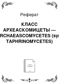 Реферат: КЛАСС АРХЕАСКОМИЦЕТЫ — ARCHAEASCOMYCETES (syn. TAPHRINOMYCETES)